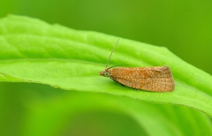 Celypha rufana