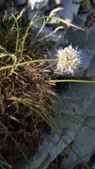 Allium ericetorum