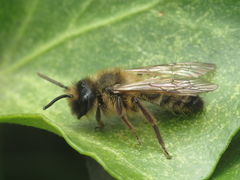 Andrena nigroaenea