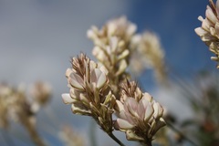 Astragalus monspessulanus monspessulanus