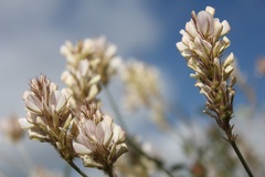Astragalus monspessulanus monspessulanus