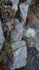 Allium ericetorum