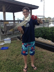 Centropomus undecimalis