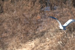 Ardea cinerea