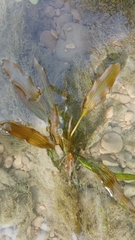 Potamogeton coloratus