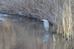 Ardea cinerea