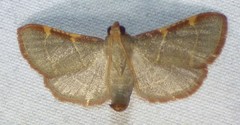 Hypsopygia binodulalis