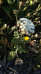 Daucus carota gummifer