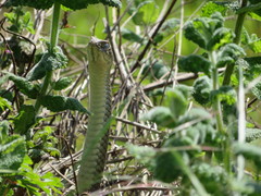 Malpolon monspessulanus