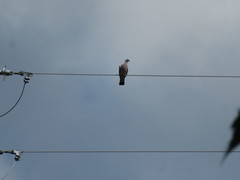 Columba palumbus