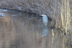 Ardea cinerea