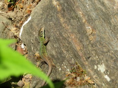 Lacerta schreiberi