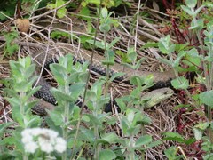Malpolon monspessulanus