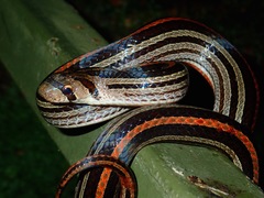 Oligodon octolineatus