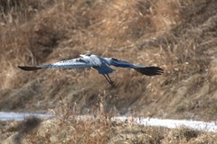 Ardea cinerea