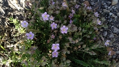 Spergularia rupicola