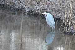Ardea cinerea