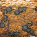 Patellaria - Photo 由 Jerry Cooper 所上傳的 (c) Jerry Cooper，保留部份權利CC BY