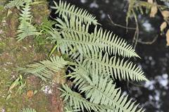 Polypodiodes amoena