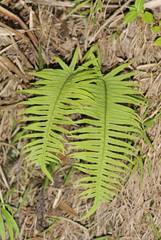 Polypodiodes amoena