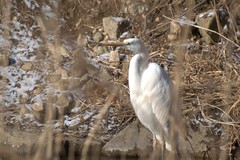 Ardea alba