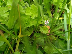 Geranium pusillum