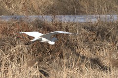Ardea alba