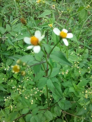 Bidens biternata