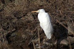 Ardea alba