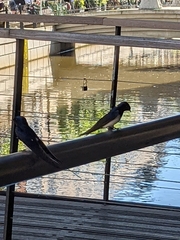 Hirundo rustica
