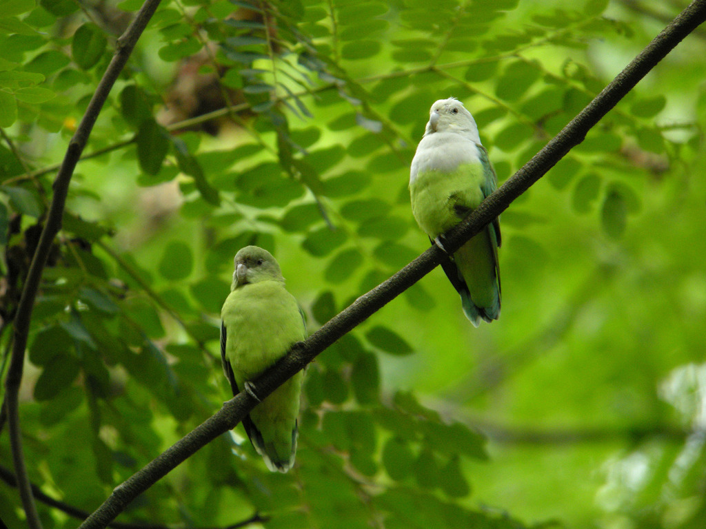 Grey-headed Lovebird