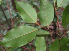 Diploon cuspidatum