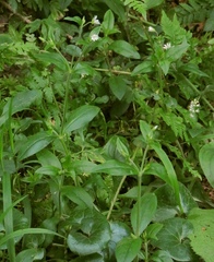 Cerastium sylvaticum