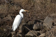 Ardea alba
