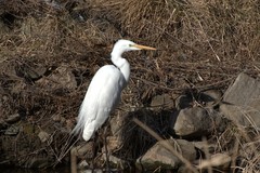 Ardea alba