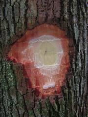 Diploon cuspidatum