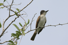 Tyrannus caudifasciatus gabbii