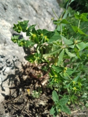 Euphorbia taurinensis