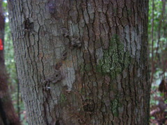 Diploon cuspidatum