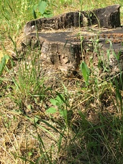 Megascolia maculata maculata