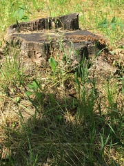 Megascolia maculata maculata