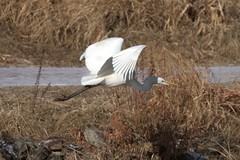 Ardea alba
