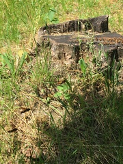 Megascolia maculata maculata