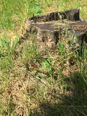 Megascolia maculata maculata