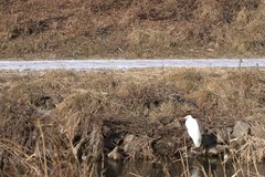 Ardea alba
