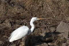 Ardea alba