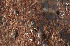 Passer montanus