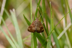 Pyrausta homonymalis
