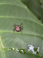Dermacentor circumguttatus