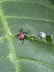 Dermacentor circumguttatus